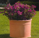 Vaso standard
