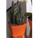 Vaso standard